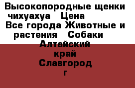 Высокопородные щенки чихуахуа › Цена ­ 25 000 - Все города Животные и растения » Собаки   . Алтайский край,Славгород г.